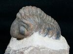 Nicely Displayed, Arched Reedops Trilobite #4090-6